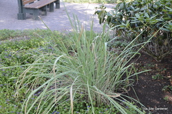 Saccharum ravennae — photo 2